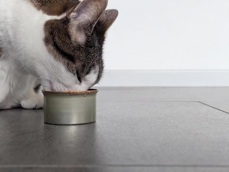 缶詰を食べる猫 缶詰を食べる猫 猫,cat,キャットフードの写真素材