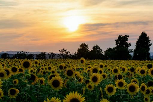 夕日のひまわり 夕日のひまわりの写真