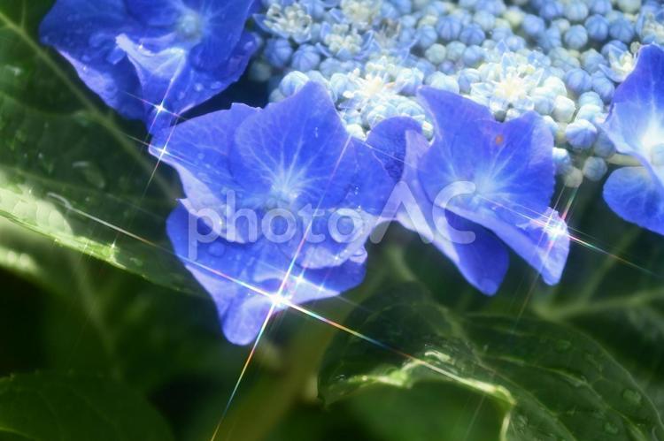 「ガクアジサイと雫」 あじさい,自然,雫の写真素材