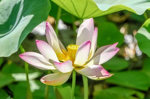 陽光に輝く蓮の花と緑の葉 陽光に輝く蓮の花と緑の葉 蓮,花,花びらの写真素材