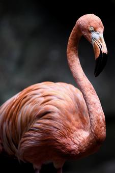 フラミンゴ フラミンゴ,動物,鳥の写真素材