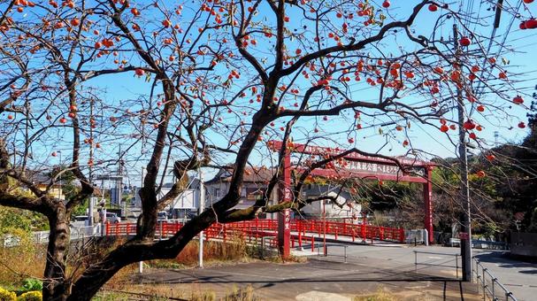 秋の厚木市飯山・庫裡橋&柿の実・神奈川県 秋の厚木市飯山・庫裡橋&柿の実・神奈川県 秋,飯山,庫裡橋の写真素材