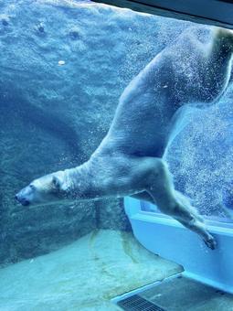 ホッキョクグマ（シロクマ） ホッキョクグマ,シロクマ,クマの写真素材
