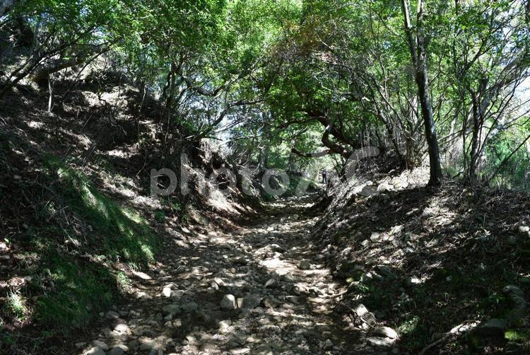 木漏れ日の山登り 木,木漏れ日,ハイキングの写真素材