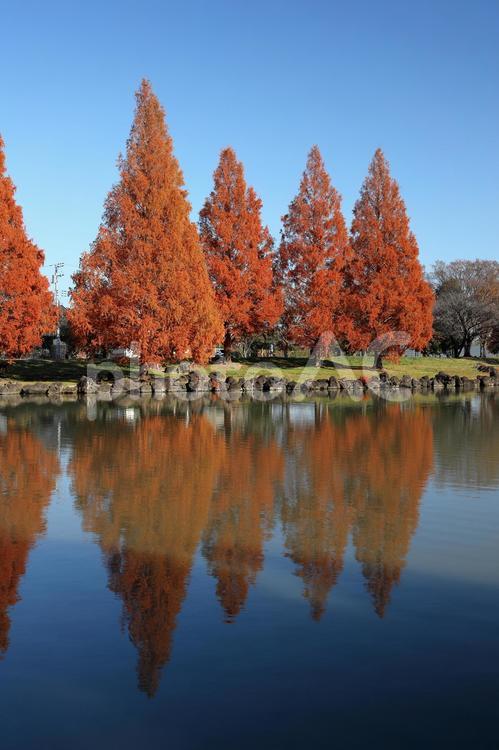 加須はなさき公園のメタセコイア 加須はなさき公園のメタセコイア 加須はなさき公園,メタセコイア,メタセコイア並木の写真素材
