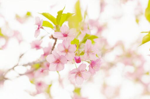 春 桜 春 桜の写真