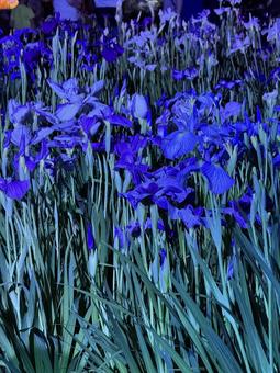 夜の堀切菖蒲園　ライトアップされる花菖蒲 堀切菖蒲園,5月,菖蒲の写真素材