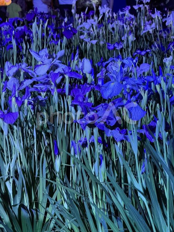 夜の堀切菖蒲園　ライトアップされる花菖蒲 堀切菖蒲園,5月,菖蒲の写真素材
