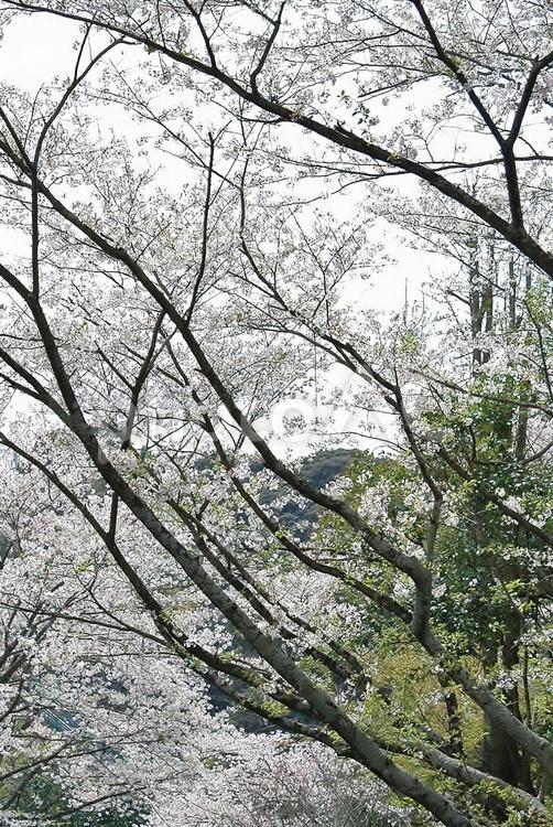 ＜春のイメージ＞桜 桜,花,開花の写真素材