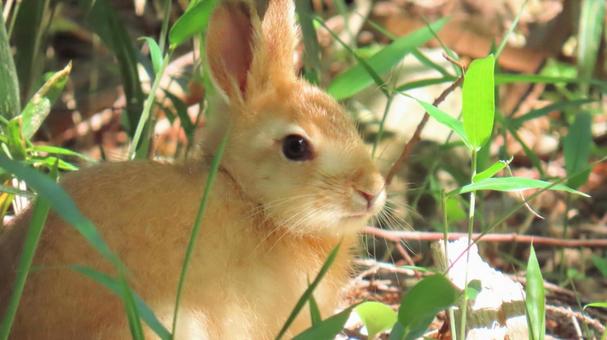 うさぎ うさぎ うさぎ,野うさぎ,小動物の写真素材