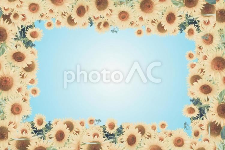 ひまわりの背景素材 ひまわり,背景,タイトルの写真素材