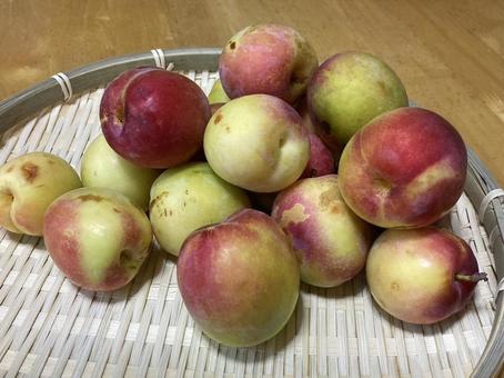 家庭菜園で採れたすもも 家庭菜園で採れたすももの写真