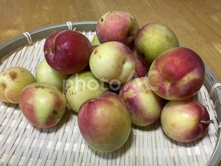 家庭菜園で採れたすもも すもも,農家,農園の写真素材