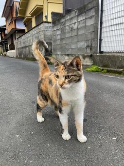 近所の三毛猫 猫,ねこ,ネコの写真素材