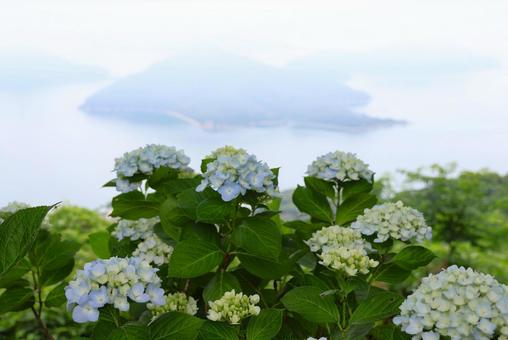 6月中旬の紫雲出山のアジサイの花と霧の海 6月中旬の紫雲出山のアジサイの花と霧の海の写真