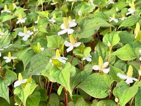 ドクダミの花とつぼみ4 ドクダミの花とつぼみ4 春,ドクダミ,花の写真素材