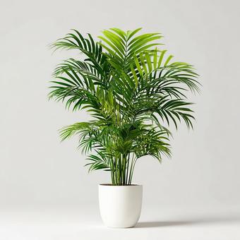鮮やかな緑のヤシ 鮮やかな緑のヤシの写真