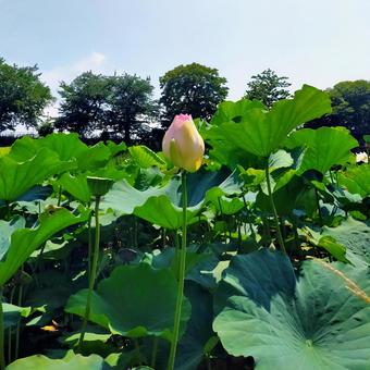 公園 公園 福岡,福岡城,夏の写真素材