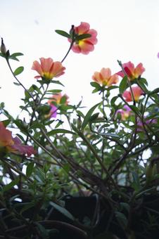 ポーチュラカ ポーチュラカの写真