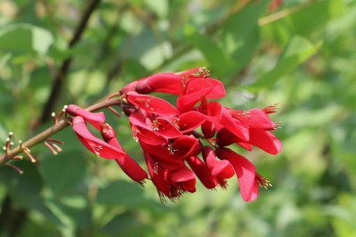 夏の花 デイゴ 夏の花 デイゴ デイゴ,花,植物の写真素材
