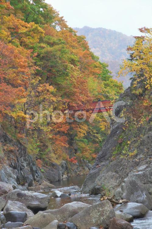 北海道の美しい紅葉 きれい,もみじ,イエローの写真素材