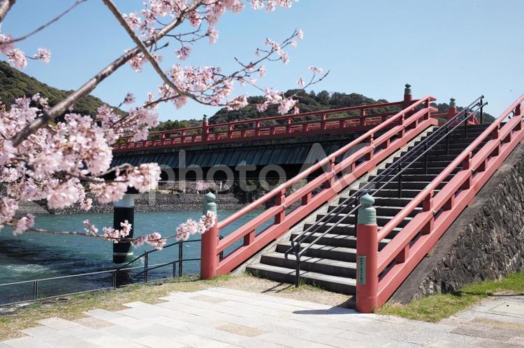 宇治の桜 桜,朝霧橋,宇治の写真素材