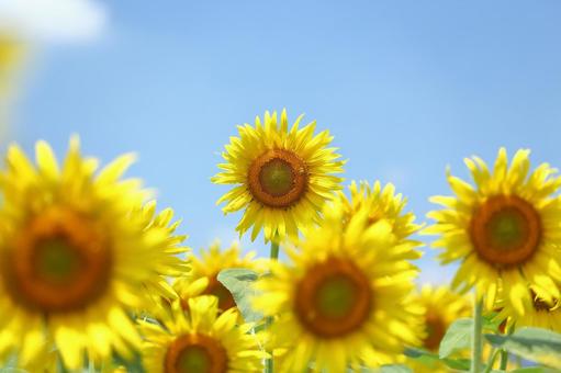 Photo, sunflower, summer, landscape, 