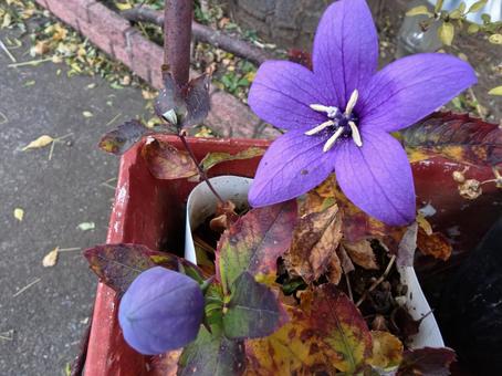 キキョウ 秋,花,紫の写真素材