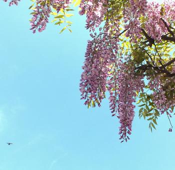 藤の花　薄紫に咲く春 藤,花,房の写真素材