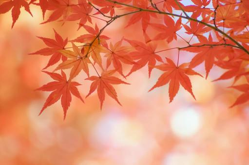紅葉の秋もみじ 紅葉の秋もみじ 紅葉,秋,もみじの写真素材