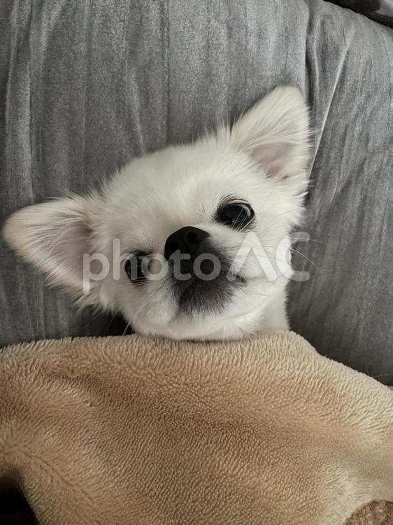 寝込み中の犬 犬,かわいい犬,マルチーズの写真素材