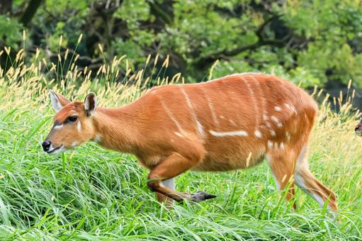 シタツンガ シタツンガ,アフリカ,ウシ目の写真素材