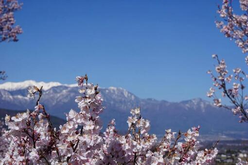 桜 晴れ 桜 晴れの写真