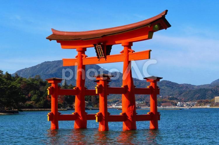 改修工事終了後日本三景安芸の宮島の大鳥居 宮島,厳島神社,大鳥居の写真素材