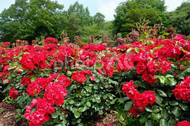 播磨中央公園　ばら園 ばら,バラ,薔薇の写真素材