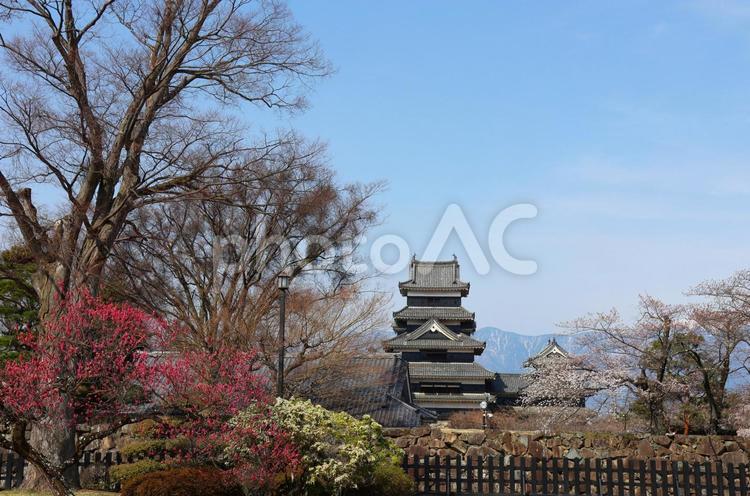 ４月上旬の国宝松本城と桜と梅の花 背景,国宝,松本城の写真素材
