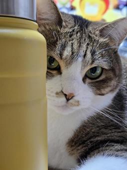水筒と猫 猫,ネコ,キジトラの写真素材
