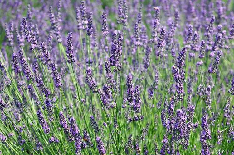 群生するラベンダーの風景　27 ラベンダー,ラベンダーの花,花の写真素材