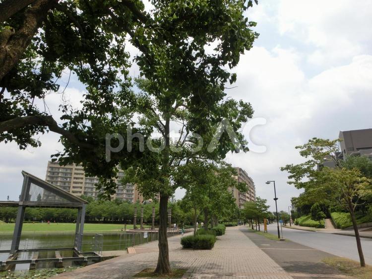 公園の風景-1 公園の風景,公園,池の写真素材