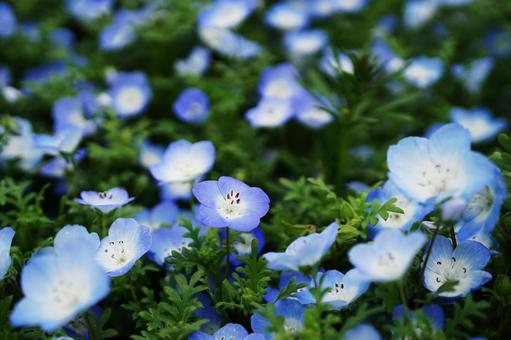 群生の中の１輪のネモフィラ ネモフィラ,ネモフィラブルー,春の風景の写真素材