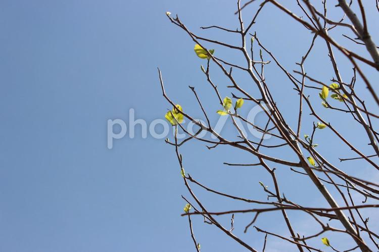 春の空と木 新芽,春,若葉の写真素材