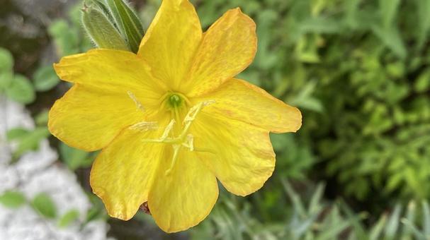 黄色い花 黄色い花の写真