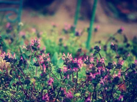 ホトケノザ ホトケノザの写真