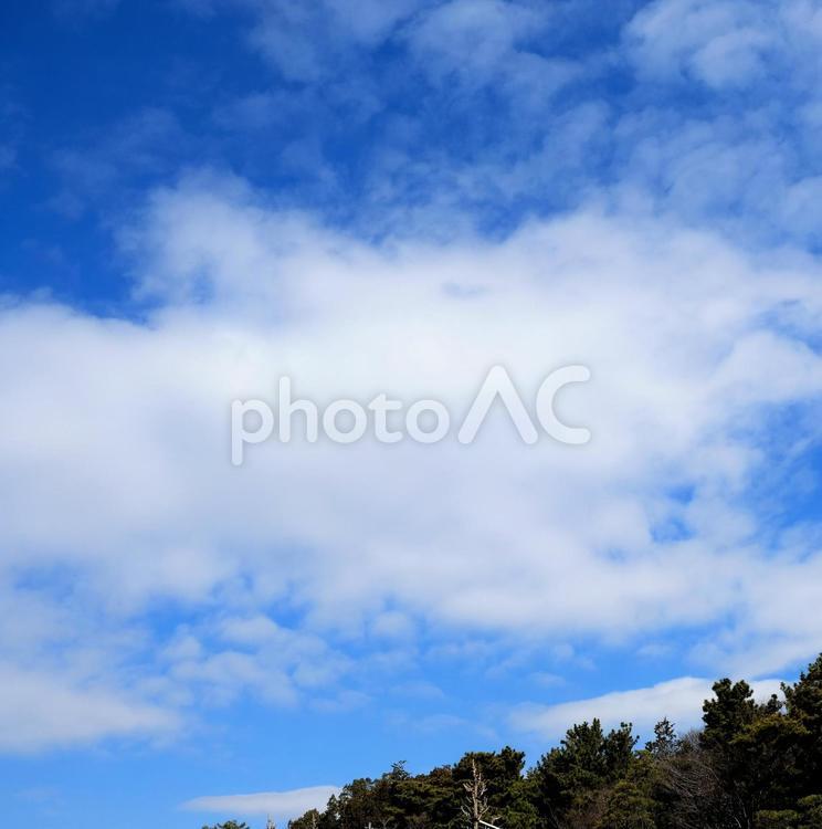 樹木と青空 コピースペース,テクスチャ,冬の写真素材