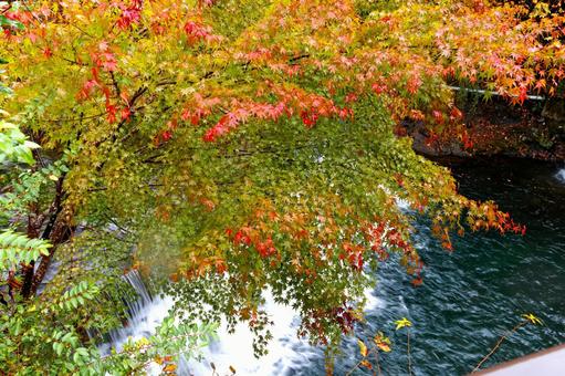 箱根の紅葉2 箱根の紅葉2 もみじ,秋,箱根の写真素材