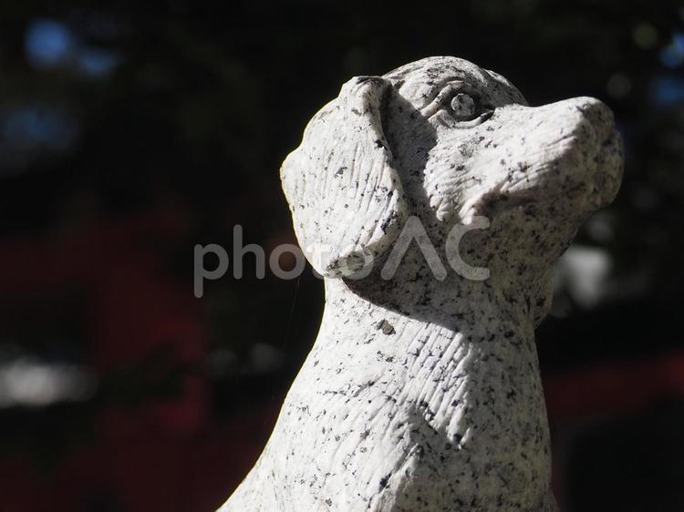 豊崎神社　犬の像 豊崎神社,神社,犬の写真素材