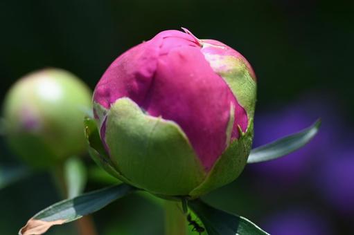 Photo, red flower, peony, bud, 