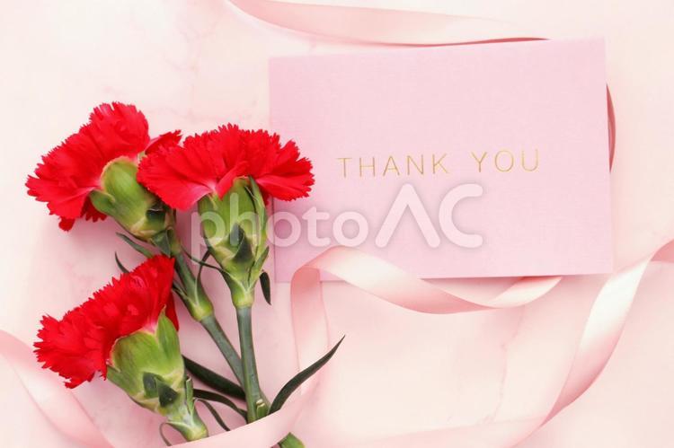 母の日のカーネーション 母の日,カーネーション,ありがとうの写真素材