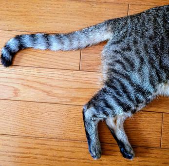 tail, JPG tail, JPG