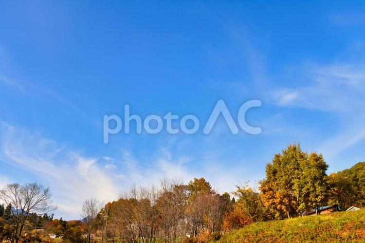 澄み切った青空と紅葉 秋,青空,紅葉の写真素材